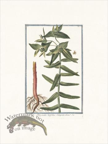 Bonelli 021 Tithymalus latifolius